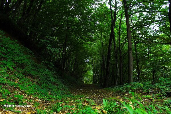جنگل گردی در غرب مازندران