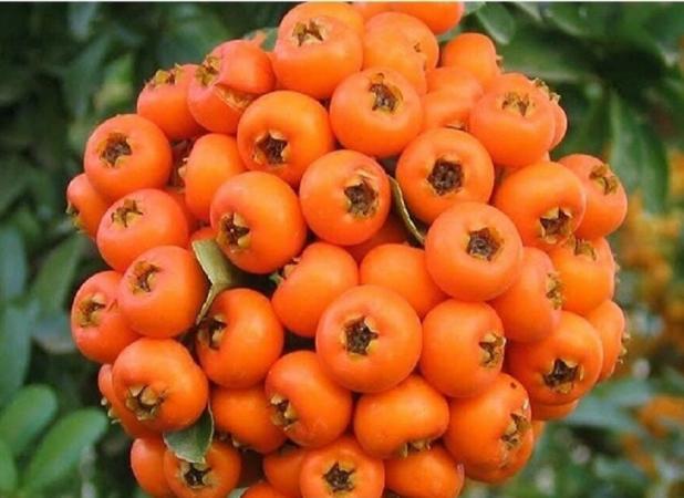 زالزالک؛ میوه‌ای کوچک با خواص شگفت‌انگیز برای قلب و آرامش روان