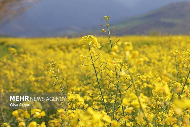 ۳۳۳ میلیارد تومان از مطالبات کلزا کاران گلستانی باقی مانده است