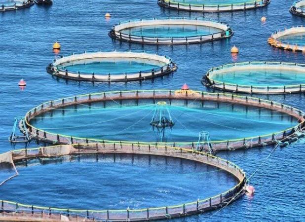 تولید ۵ هزار تن «ماهی در قفس» در خوزستان  هدف‌گذاری شد