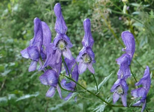 عرضه اشتباه گیاه سمی «اقونیطون» به جای «جدوار»