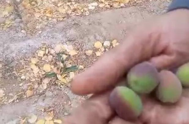 باردهی عجیب یک درخت زردآلو در آستانه زمستان در ده جمال شهرستان بهاباد