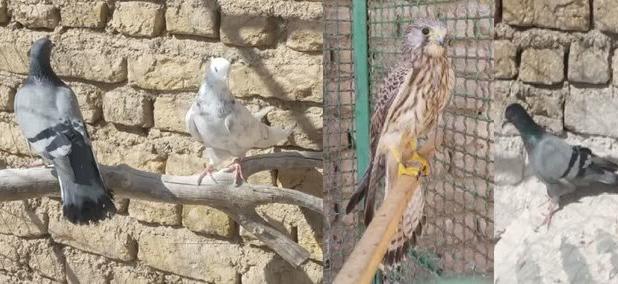 کشف ۴ بهله پرنده شکاری و وحشی از صیادان غیربومی در دامغان