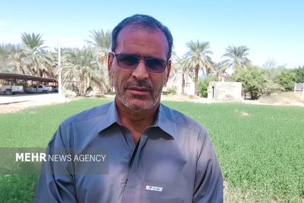 ناروئی: برداشت ۲۰۰ تن ارزن در دلگان آغاز شد