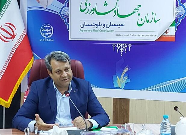 بیش از ۹۳ درصد مطالبات گندمکاران سیستان و بلوچستان پرداخت شد