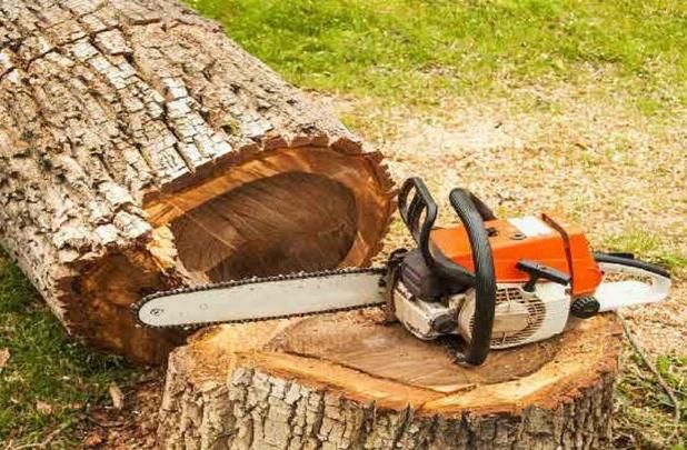 ورود دادستان یاسوج به ماجرای قطع درختان بلوط