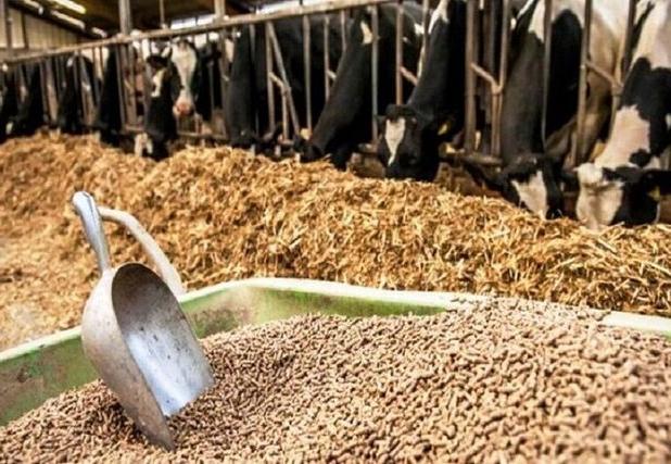 معاون استاندار: تأمین نهاده‌های دامی در فارس به زودی بهبود می‌یابد