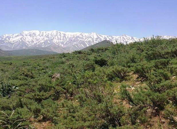 دست‌های خالیِ زاگرس؛ «قالیکوه» را شکارچیان می‌بافند!
