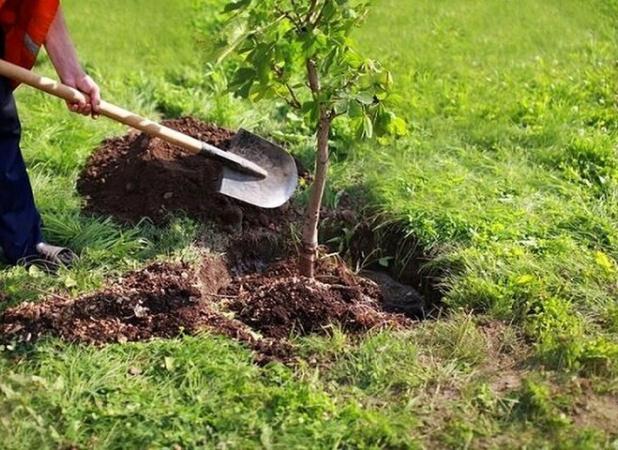 کاشت ۲ هزار اصله نهال مثمر در بوستان جنگلی چیتگر