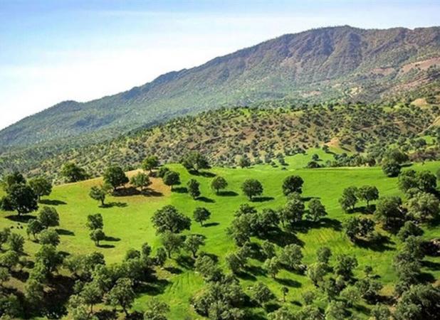 ۶ میلیون هکتار عرصه مستعد توسعه جنگل شناسایی شد
