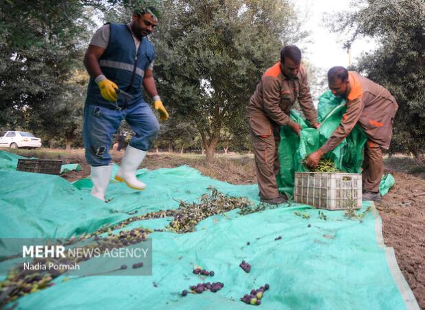 ماده ۴۱ قانون کار بر زمین مانده است