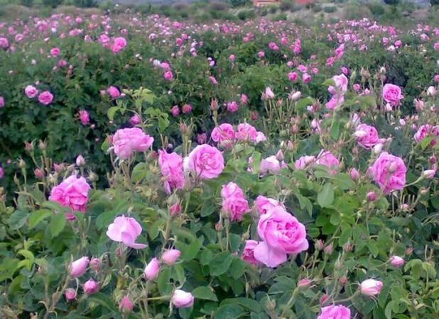 برداشت بیش از ۴۰۰۰ تن گل محمدی در لرستان