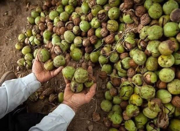 کردستان رتبه دوم تولید گردوی کشور با ظرفیت بالا و چالش‌های اقلیمی