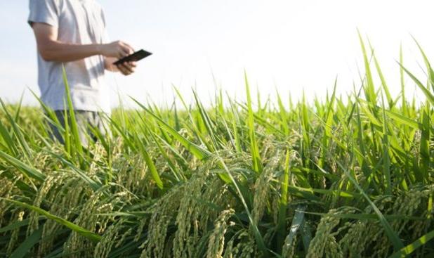 وجود بیش از ۴۰۰۰ فرصت برای حضور استارت‌آپ‌های فناورمحور در مسیر مزرعه تا سفره