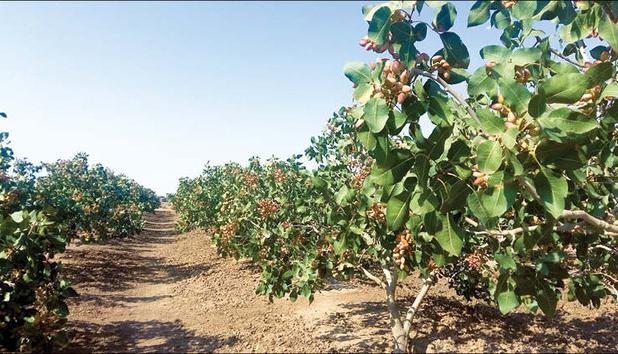 صادرات ۳۹۳ میلیون دلاری محصولات کشاورزی خراسان رضوی