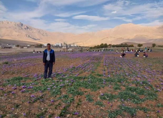 افزایش ۱۰ درصدی برداشت طلای سرخ در شهرستان فارسان