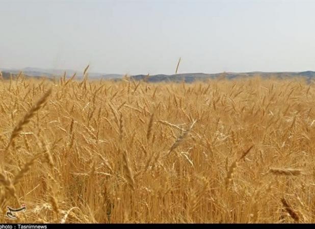 پس از تاکیدات رئیس قوه قضائیه ۲۱ همت دیگر به حساب گندمکاران واریز شد