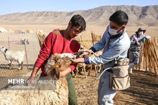 ایمن‌سازی دام سبک در مقابل تب برفکی در اولویت قرار گرفت