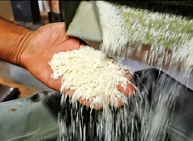 نقدی بر رویکرد واردات به جای تولید برنج/سازمان تحقیقات راه‌حل پایدار ارائه کند