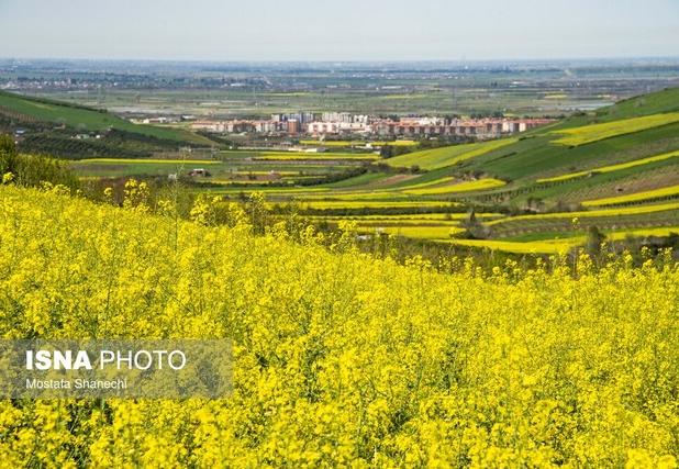 افزایش ۶۵ درصدی خرید کلزا از کشاورزان مازندرانی