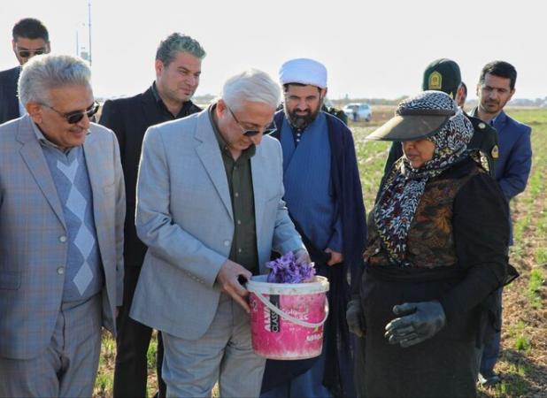 نوری: زنجیره ارزش و ایجاد هویت تجاری زعفران خراسان شمالی تکمیل شود