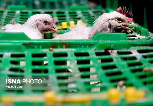 قیمت مصوب اعلام شده برای مرغ کارشناسی و منصفانه نیست