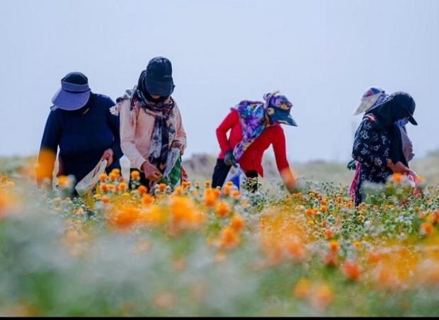 اصلاح الگوی کشت و توسعه زراعت با بهره گیری از تکنولوژی