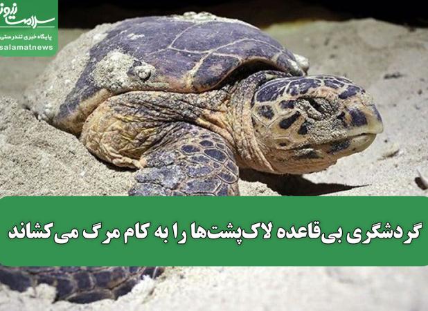 گردشگری بی‌قاعده لاک‌پشت‌ها را به کام مرگ می‌کشاند