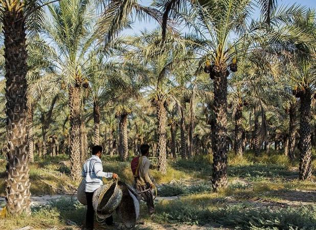 زنگ خطر برای نخلستان‌ها به صدا درآمد
