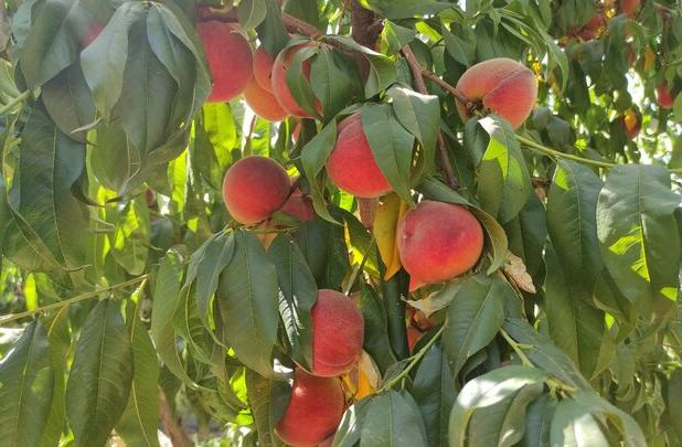 ۳۰۰ هزار تن هلو و شلیل در مازندران تولید می‌شود