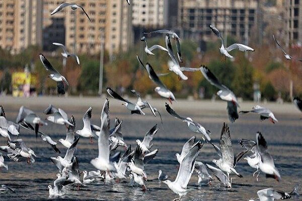 موردی از بیماری آنفولانزای فوق حاد پرندگان در ایلام دیده نشده است