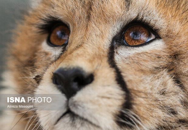 مشاهده «تلما» پس از ۳ سال همراه توله‌اش در توران