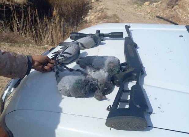 شکارچیان غیرمجاز «شاه‌جهان» دستگیر شدند