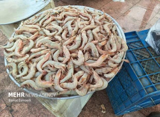 آغاز برداشت میگو از مزارع پرورش شهرستان سیریک