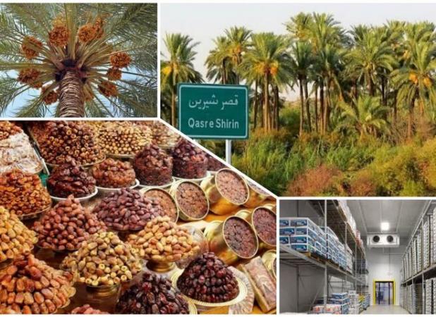 خرمای قصرشیرین؛ میوه ای که می‌تواند کام اقتصاد غرب کشور را شیرین کند