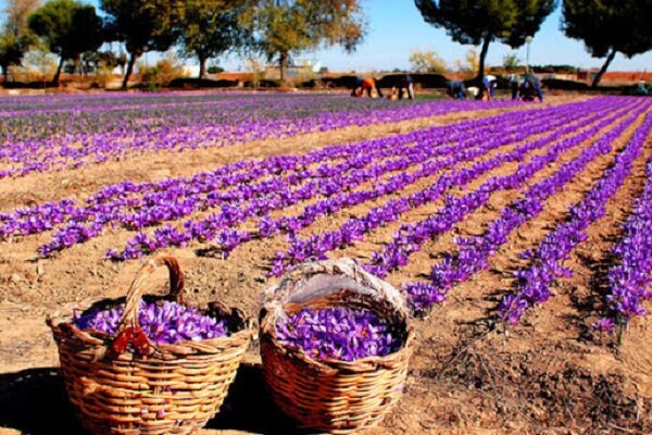 پیش بینی تولید ۴۰۰ تن زعفران در کشور در سالجاری