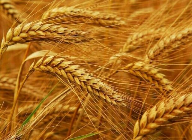 محکومیت ۱۸۰ میلیارد ریالی برای عرضه خارج از شبکه گندم در لرستان