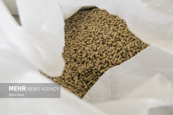 نهاده شریان حیاتی دامداری ایلام؛ تولید تنها با حمایت مستمر زنده است