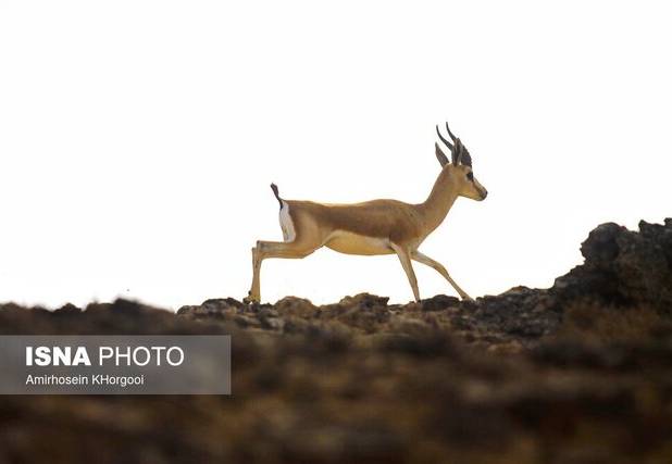 زیستگاهی امن که یک‌چهارم جبیرهای ایران را در خود دارد