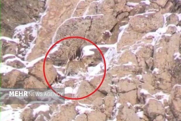 ثبت تصویر پلنگ ایرانی در ارتفاعات پارک ملی لار
