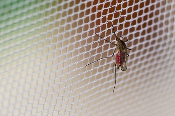 شناسایی ۲۱۲ فرد مبتلا به تب دنگی در هرمزگان