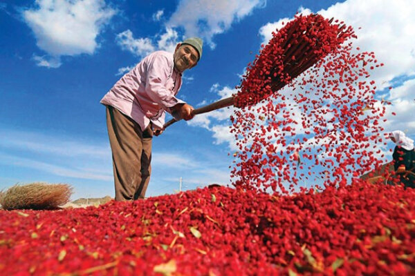 ایجاد ۴۰۰ بارگاه زرشک خراسان جنوبی در مسیر تحول با بنیاد علوی