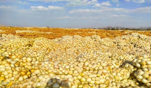 آغاز کشت پیاز در دهلران/ رشد پایدار تولید پیاز در شهرستان