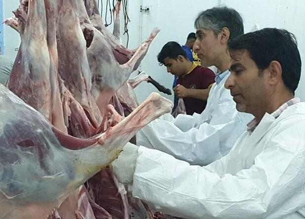 نظارت بهداشتی و شرعی در عید قربان توسط ۲۴ اکیپ دامپزشکی بوشهر