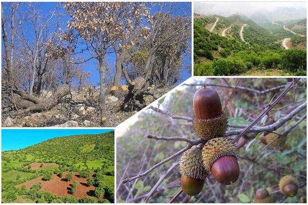 ۸ کانون آفت جوانه خوار بلوط در جنگل های سردشت سناسایی شد
