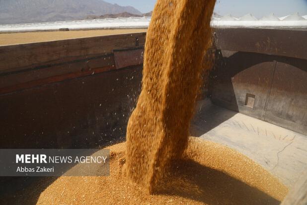 ممنوعیت خروج بدون مجوز گندم از قزوین