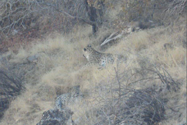 مشاهده خانواده سه‌نفره پلنگ ایرانی در ارتفاعات پاوه