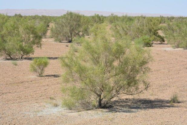 مبارزه با ملخ‌ کوهان‌دار در ۲۱۰ هکتار تاغزارهای دامغان انجام شد