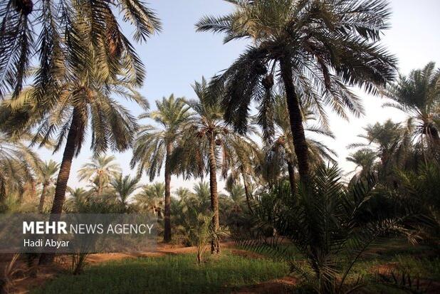 طالع ماسوله: تکیه بر ظرفیت ها از الزامات توسعه در خوزستان است