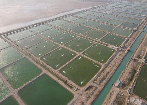 بانک‌ها از تولیدکنندگان و سرمایه گذاران  بخش شیلات حمایت کنند